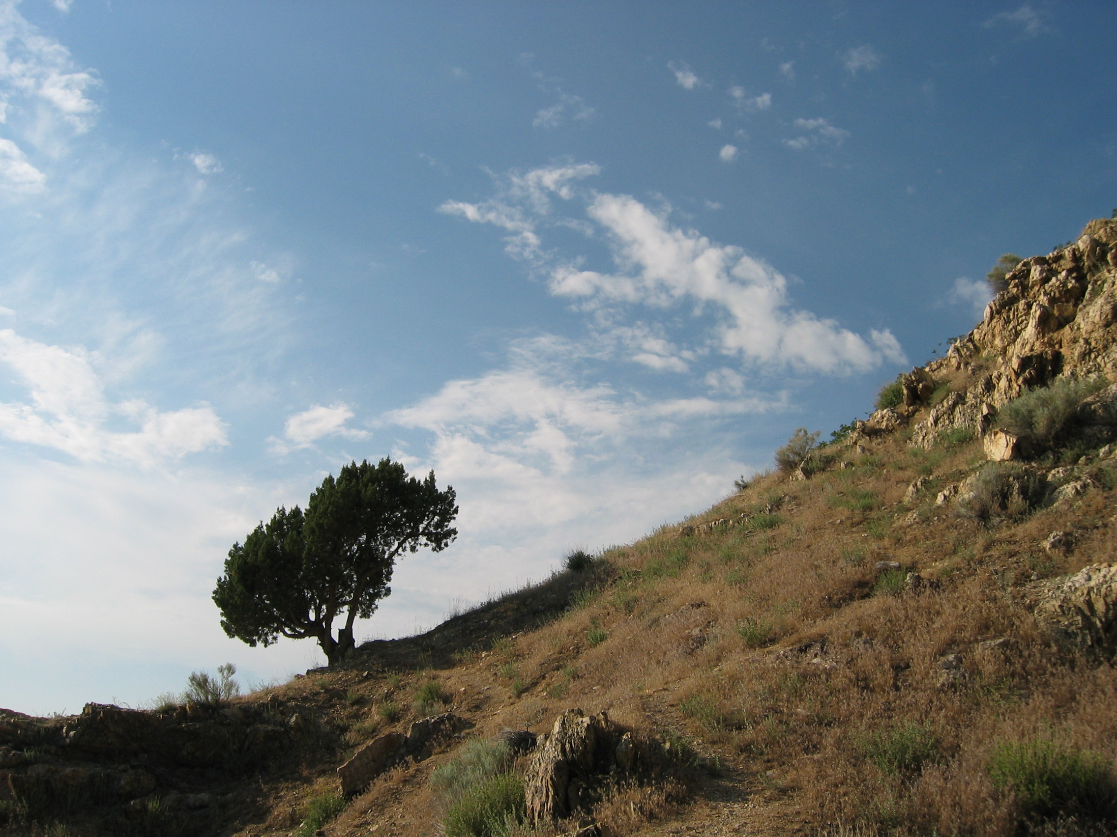A lone tree on the side of Squaw Peak
